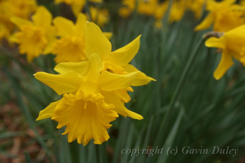 Daffodils, Cloudehill Gardens IMG_6508.JPG